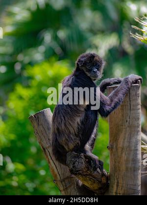 Vertikale Nahaufnahme des Spinnenaffen, des New World Affe, der zur Gattung Ateles gehört. Stockfoto