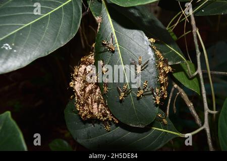 Eastern Yellowjacket Papierwespen hive in grünen Blatt Pflanzenbaum, Gruppe von europäischen Hornisse oder gemeinsame Vespa im Wald, Gelbe und schwarze Streifen auf Insekten Stockfoto