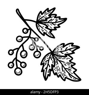 Zweig mit Beeren und Blättern isoliert auf weißem Hintergrund. Vektor-handgezeichnete Illustration im Doodle-Stil. Perfekt für Herbstdesigns, Karten, Logo, Dekorationen. Stock Vektor