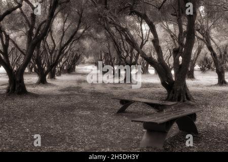 Ein Schwarzweiß-Foto zeigt eine ruhige Szene eines Olivenhains, dessen Äste sich zu einem natürlichen Bogengang verflechten. Stockfoto