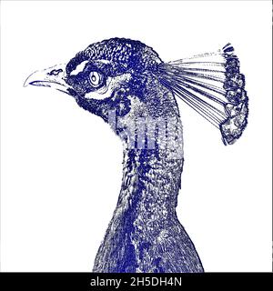 Porträt eines indischen Pfaus einfarbig Stockfoto
