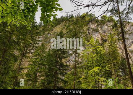 Alpenwald in der Nähe von Schloss Neuschwanstein und Schloss Hohenschwangau. Bayerische alpen im Frühling, Berg Tegelberg. Stockfoto