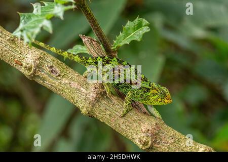 Johnston's Chameleon -Trioceros johnstoni, wunderschöne farbige Eidechse aus afrikanischen Wäldern und Sträuchern, Bwindi, Uganda. Stockfoto