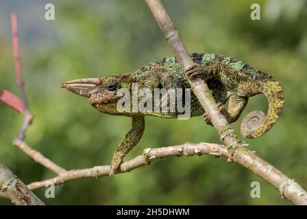 Johnston's Chameleon -Trioceros johnstoni, wunderschöne farbige Eidechse aus afrikanischen Wäldern und Sträuchern, Bwindi, Uganda. Stockfoto