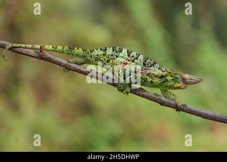 Johnston's Chameleon -Trioceros johnstoni, wunderschöne farbige Eidechse aus afrikanischen Wäldern und Sträuchern, Bwindi, Uganda. Stockfoto