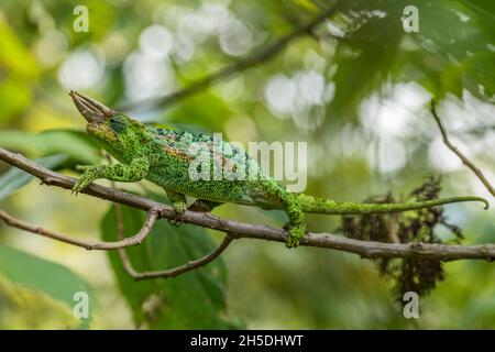 Johnston's Chameleon -Trioceros johnstoni, wunderschöne farbige Eidechse aus afrikanischen Wäldern und Sträuchern, Bwindi, Uganda. Stockfoto