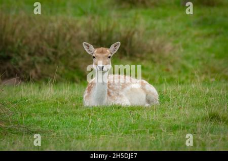 Ein süßer junger Damhirsch, der auf dem Gras liegt und nach vorne zeigt Stockfoto