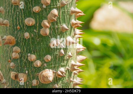 Rinde von Ceiba speciosa, Seidenfloss-Baum, natürlicher Makro-floraler Hintergrund Stockfoto