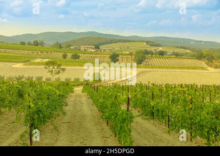 Luftlandschaft zwischen terrassierten Weinbergen des toskanischen Weinbaudorfes Montalcino im toskanisch-emilianischen apennin. Italienische Landschaft und berühmt für Stockfoto