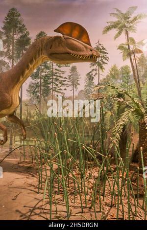 Ein Diorama und Wandbild mit einem Dilophosaurus. Im Dinosaur State Park in der Nähe von Hartford, Connecticut. Stockfoto