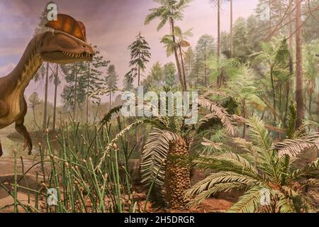 Ein Diorama und Wandbild mit einem Dilophosaurus. Im Dinosaur State Park in der Nähe von Hartford, Connecticut. Stockfoto