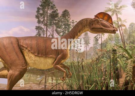 Ein Diorama und Wandbild mit einem Dilophosaurus. Im Dinosaur State Park in der Nähe von Hartford, Connecticut. Stockfoto