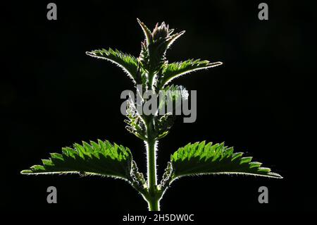 Nahaufnahme von Brennnesselbelaub mit Hintergrundbeleuchtung. Stockfoto