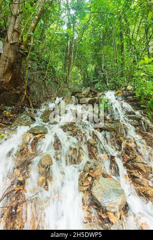 Wasserfall im tropischen Regenwald, Wet Tropics, Far North Queensland, FNQ, Australien Stockfoto