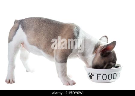 Französisch Bulldogge Welpen frisst isoliert auf dem weißen Stockfoto