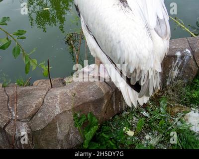 pelican liegt im Sommer in der Nähe des Teiches im Zoo Stockfoto