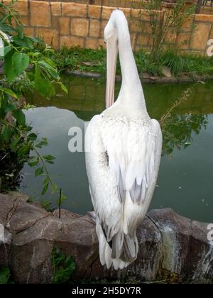 pelican liegt im Sommer in der Nähe des Teiches im Zoo Stockfoto