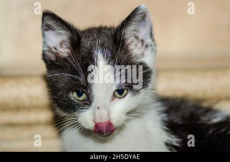 Liebe kleine Katze zeigt Zunge Stockfoto