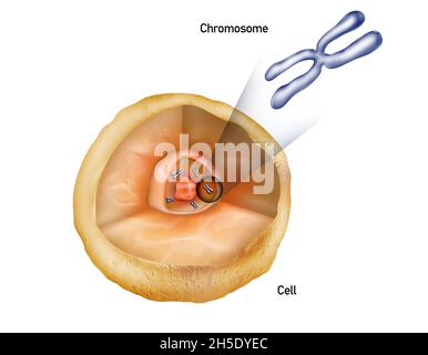 Chromosomen im Zellkern, Zellstruktur mit Chromosomendarstellung Stockfoto