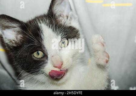 Kleine schwarz-weiße Katze zeigt Zunge Stockfoto