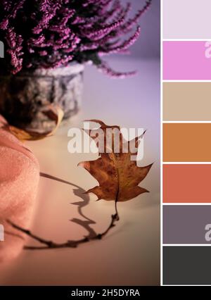 Farbabstimmung Palette von Bild der Stillleben im Herbst. Trockene Eichenblätter, rosa Heidekraut-Pflanzentopf und orangefarbener Schal auf weißem Tisch. Tageslicht Stockfoto