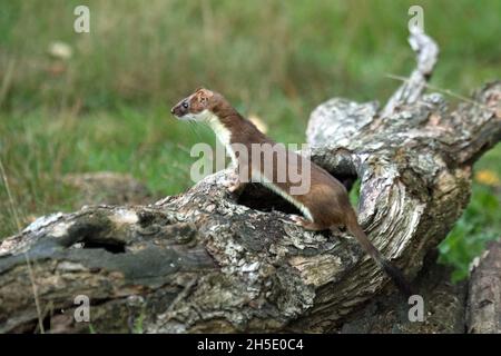 Lokaler Raubtier, endemisches Tier, agiler Räuber, großes Mauswiesel, großes Wiesel, Ermine auf Beutesuche im Herbst, doggy, kurze Schwanzweasel, Marder, simil Stockfoto