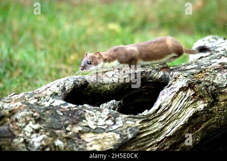 Lokaler Raubtier, endemisches Tier, agiler Räuber, großes Mauswiesel, großes Wiesel, Ermine auf Beutesuche im Herbst, doggy, kurze Schwanzweasel, Marder, simil Stockfoto