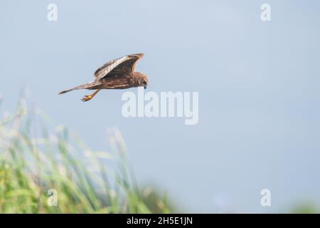 Die Rohrweihe (Circus melanoleucos) ist eine asiatische Raubvogelart aus der Familie Accipitridae. Stockfoto