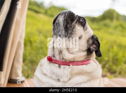 Porträt von Pug Hund im Freien. Stockfoto