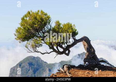 Gebogener Baum über Wolken, Madeira Stockfoto