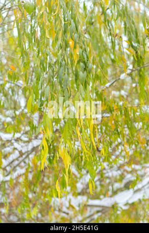 Grün-gelbe Weidenblätter unter dem Schnee Stockfoto