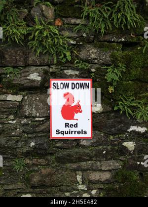 Eine Verlangsamung für rote Eichhörnchen auf einer Trockensteinmauer im Lake District Nationalpark, Cumbria, England, Großbritannien. Stockfoto