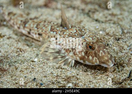 Gewöhnlicher Libellenton (Callionymus lyra) an der Küste norwegens Stockfoto