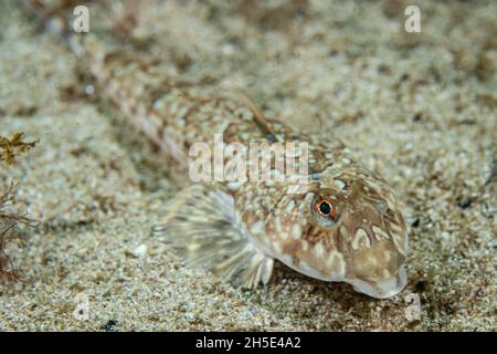 Gewöhnlicher Libellenton (Callionymus lyra) an der Küste norwegens Stockfoto