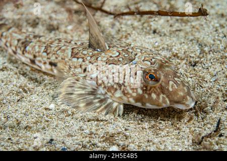 Gewöhnlicher Libellenton (Callionymus lyra) an der Küste norwegens Stockfoto