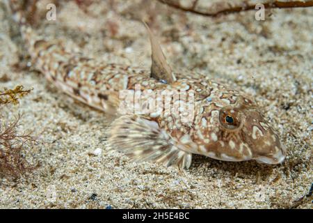 Gewöhnlicher Libellenton (Callionymus lyra) an der Küste norwegens Stockfoto