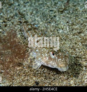 Gewöhnlicher Libellenton (Callionymus lyra) an der Küste norwegens Stockfoto