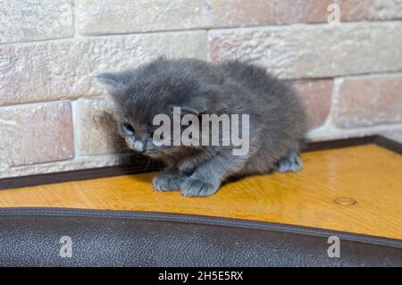 Graues schottisches Kätzchen in der Küchenecke, das Thema von Hauskatzen und Kätzchen Stockfoto