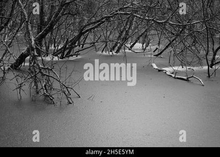 Ein Schwarz-Weiß-Foto von Weidenbäumen, die in einer dicken Schnee- und Eisschicht stehen. Stockfoto