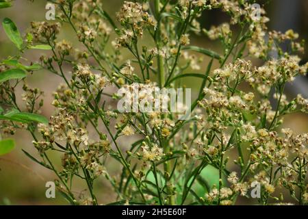 Grüner Gelantir (auch erigeron bonariensis, monyenyen, erigeron linifolius, conyza sumatrensis genannt) mit natürlichem Hintergrund. Stockfoto