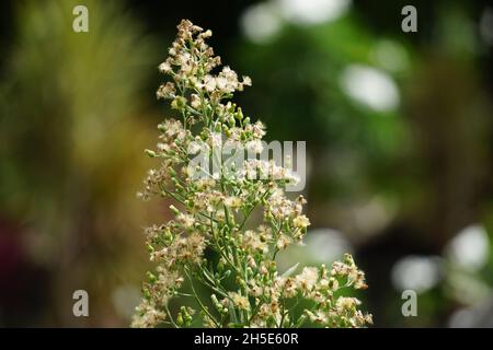 Grüner Gelantir (auch erigeron bonariensis, monyenyen, erigeron linifolius, conyza sumatrensis genannt) mit natürlichem Hintergrund. Stockfoto