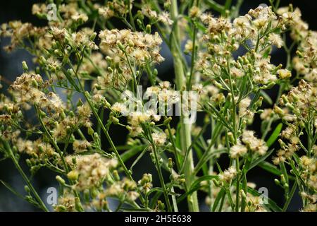 Grüner Gelantir (auch erigeron bonariensis, monyenyen, erigeron linifolius, conyza sumatrensis genannt) mit natürlichem Hintergrund. Stockfoto