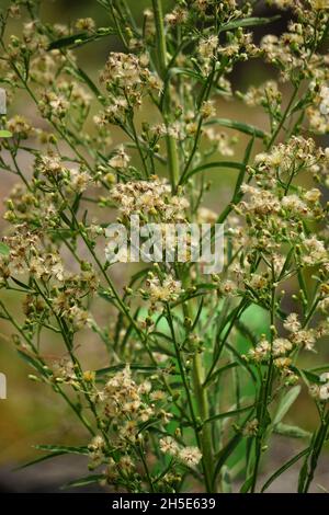 Grüner Gelantir (auch erigeron bonariensis, monyenyen, erigeron linifolius, conyza sumatrensis genannt) mit natürlichem Hintergrund. Stockfoto