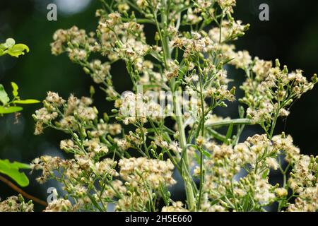 Grüner Gelantir (auch erigeron bonariensis, monyenyen, erigeron linifolius, conyza sumatrensis genannt) mit natürlichem Hintergrund. Stockfoto