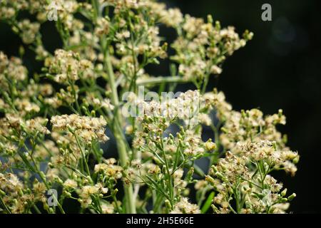 Grüner Gelantir (auch erigeron bonariensis, monyenyen, erigeron linifolius, conyza sumatrensis genannt) mit natürlichem Hintergrund. Stockfoto