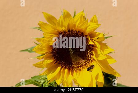 Bienen sammeln Pollen von einer Sonnenblume, (Helianthus annuus) Stockfoto