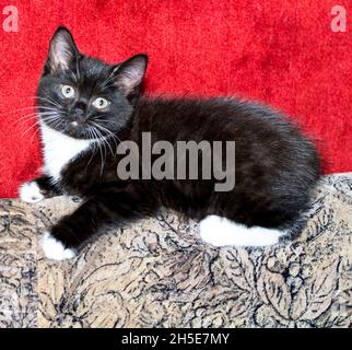 Schwarz-weiße zweifarbige Kätzchen auf dem Sofa, auf dem Teppich Hintergrund, Thema Hauskatzen und Kätzchen Stockfoto