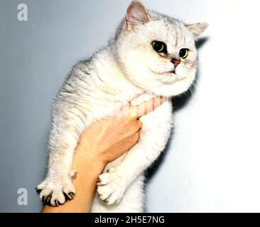 Porträt einer schottischen silbernen Chinchilla-Katze in der Hand, das Thema der Hauskatzen Stockfoto