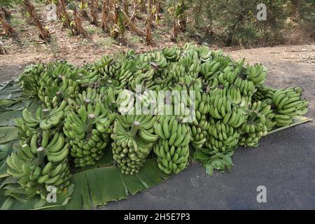 Rohe Bananenbündel auf der Straße gestapelt, bereit zum Verkauf geliefert zu werden Stockfoto