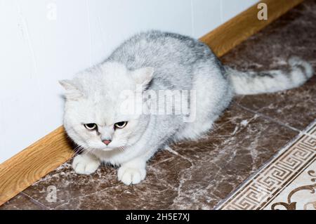 Silberfarbene Chinchilla, Thema Hauskatzen und Kätzchen Stockfoto